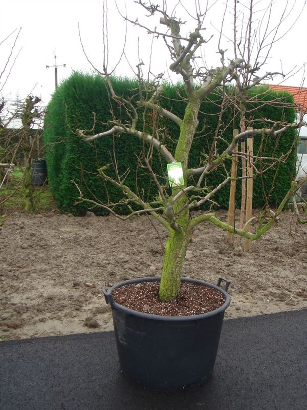 Pyrus c. 'Conference' - C100 225-250 CM